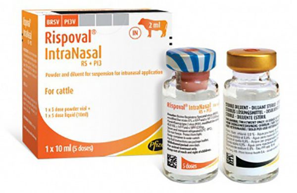Picture of Rispoval RS P13 Intranasal - 10ml