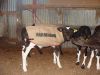Picture of Farmhand Calf Jute Jacket