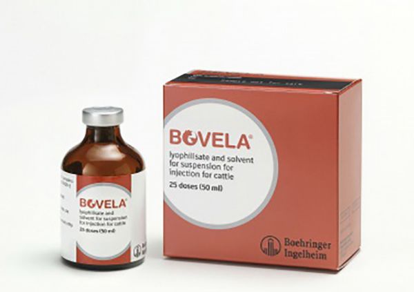 Picture of Bovela BVD - 50ml