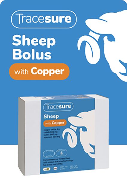 Picture of Tracesure Sheep with Copper 50's