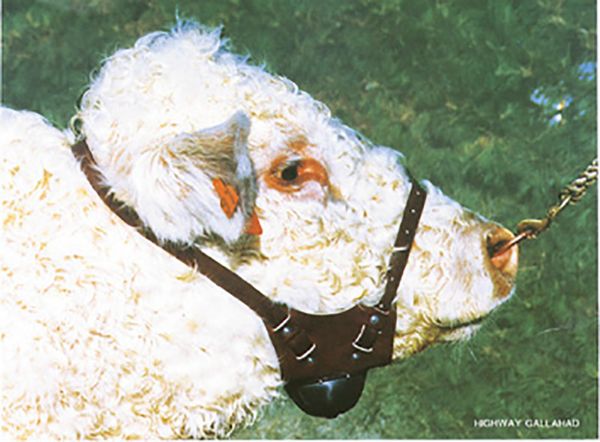 Picture of Shoof Chinball Harness