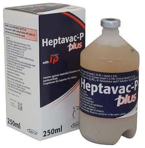 Picture of Heptavac P Plus - 250ml - UK