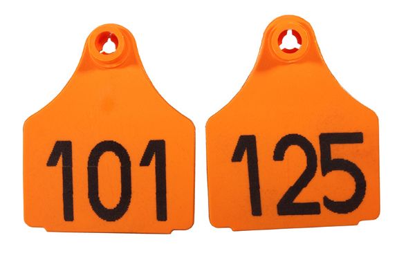 Picture of Large Front  Eartag  - 101-125 - Orange