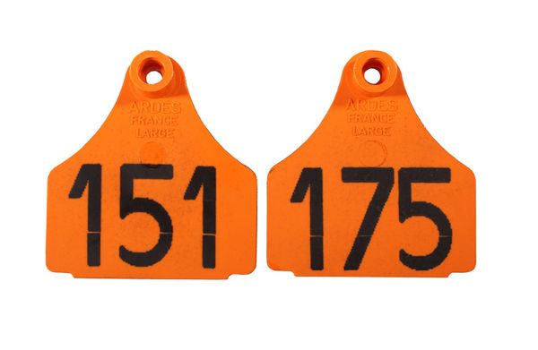 Picture of Large Front  Eartag  - 151-175 - Orange