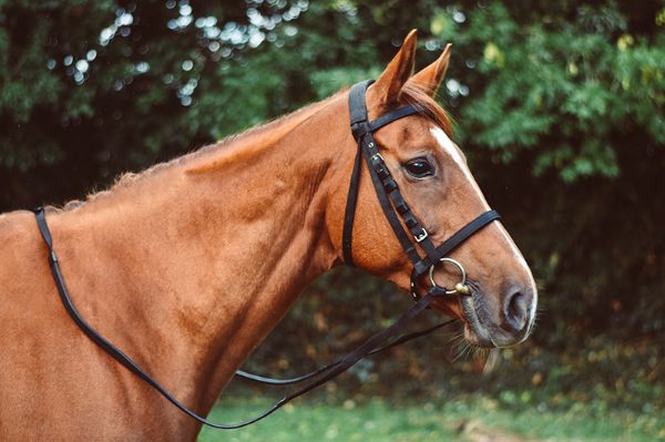 Picture of Equisential Nylon Reins - Pony - Brown
