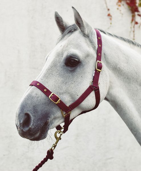 Picture of Economy Web Headcollar  - Foal - Red