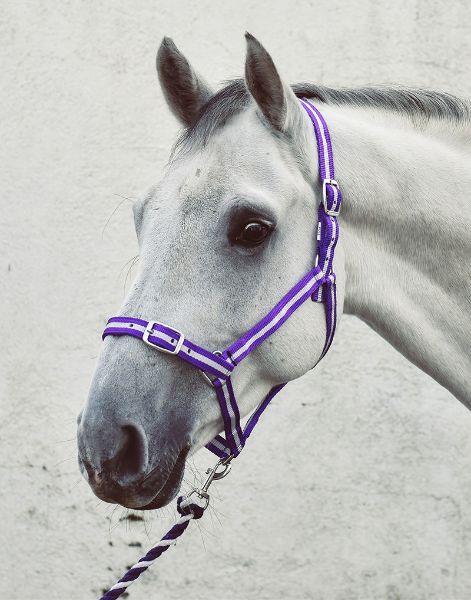 Picture of Economy Headcollar & Leadrope Set  - Cob - Pink/Silver