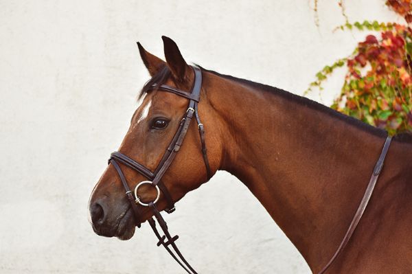 Picture of Mackey Legend Flash Bridle - Pony - Brown