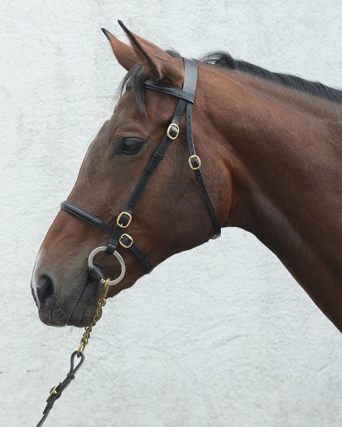 Picture of Mackey Classic In-Hand Bridle  - Cob - Brown