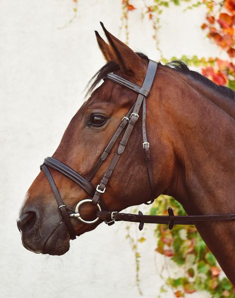 Picture of EquiSential Bridle - Shetland - Black