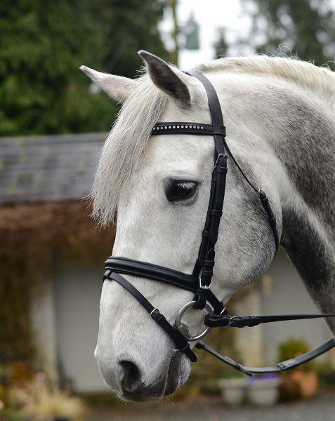 Picture of Equisential Bling Bridle  - Cob - Black