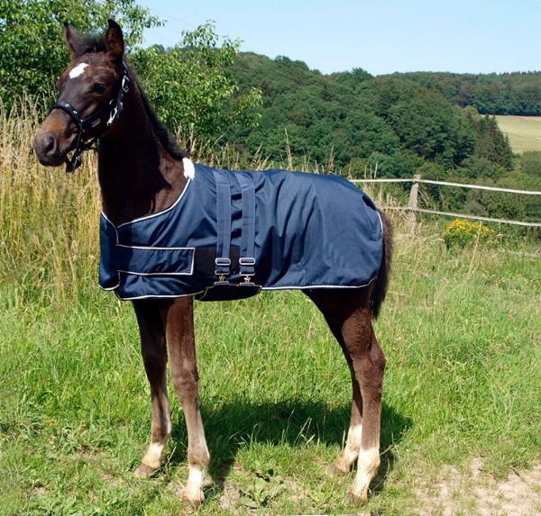 Picture of Foal Turnout Rug - Navy