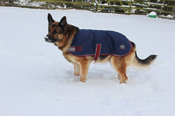 Picture of Mackey Buster Dog Coat - 30cm
