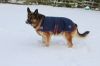 Picture of Mackey Buster Dog Coat - 45cm