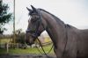 Picture of Mackey Legend Apollo Bridle - Full - Brown