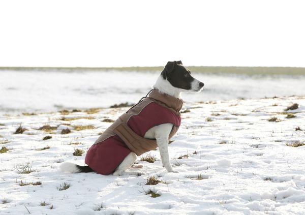 Picture of Royal Dog Coat - 30cm - Brown/Red
