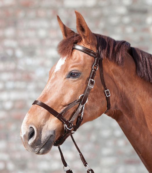 Picture of Star Two Bitless Bridle - Pony - Brown
