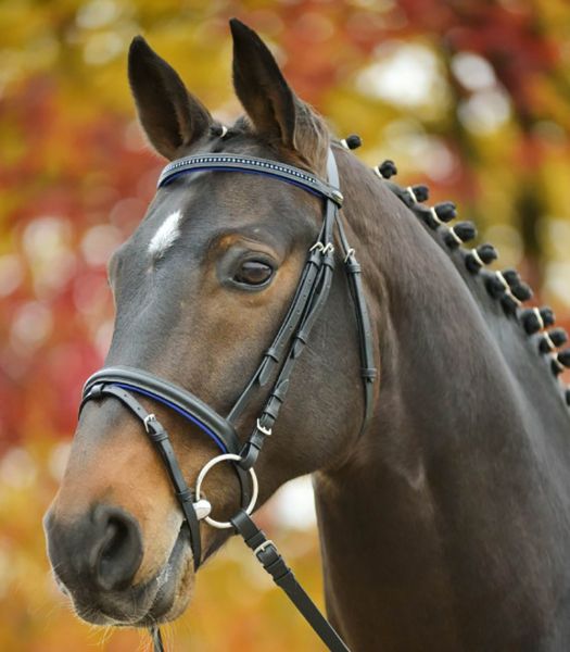 Picture of Star Diamond Bridle - Pony - Blue