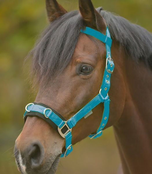Picture of Economic Lunging Halter - Pony - Azure Blue