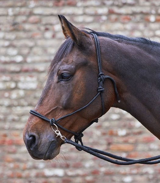 Picture of Knotted Halter with Reins - Cob