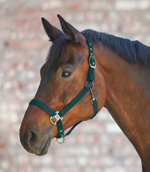 Picture of Gloomy Halter - Pony - Fir Green