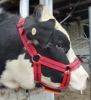 Picture of Chinmark Bull Mating Harness