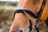 Picture of Mackey Legend Athena Bridle - Full - Black