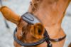 Picture of Mackey Legend Athena Bridle - Full - Brown