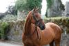 Picture of Mackey Legend Flash Bridle - Cob - Brown