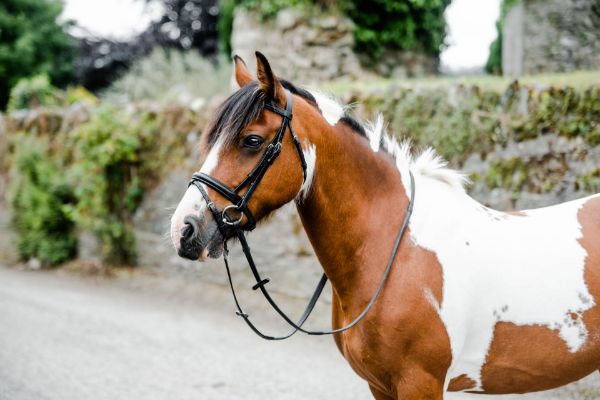 Picture of Mackey Classic Flash Bridle - Cob - Brown