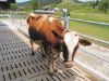 Picture of Vink Cattle Brush