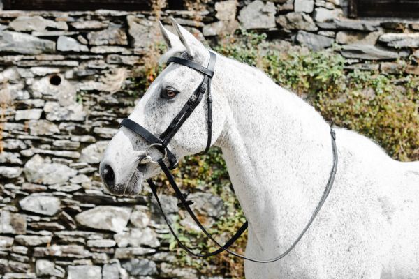Picture of Mackey Classic Hunt Bridle - Pony - Black