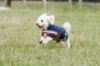 Picture of Mackey Buster Dog Coat - 40cm